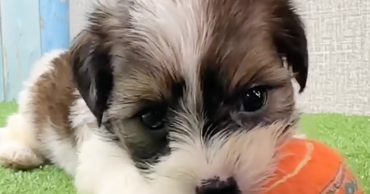 Designer Shorkie Puppies For Sale In North Richland Hills, Texas